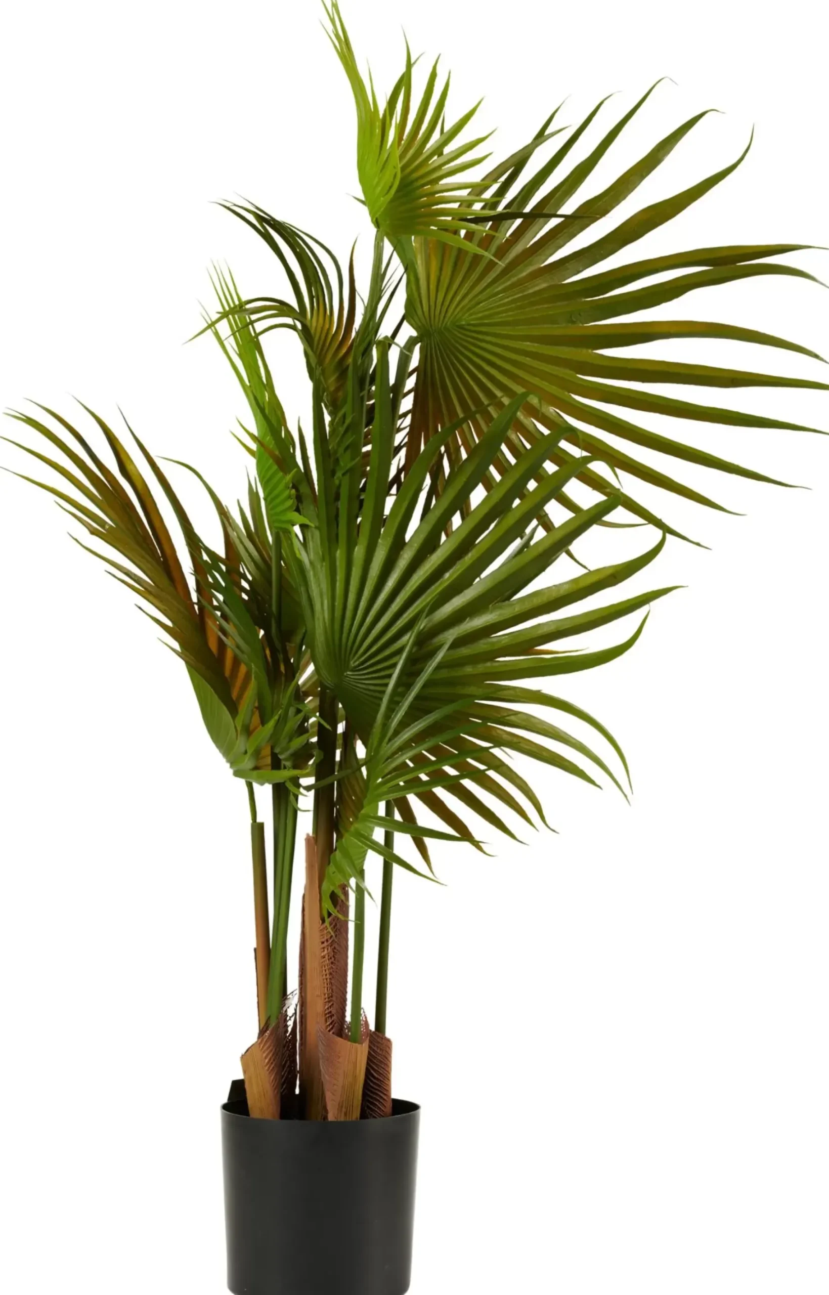 CASA Areca Palmera Verde Online