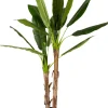 CASA Banana Platanera Verde Clearance