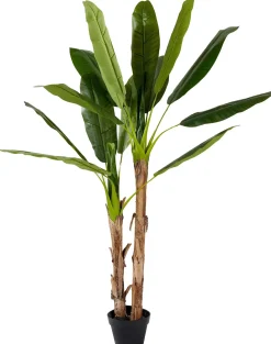CASA Banana Platanera Verde Clearance