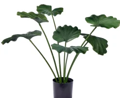 CASA Lotus Planta Verde Online