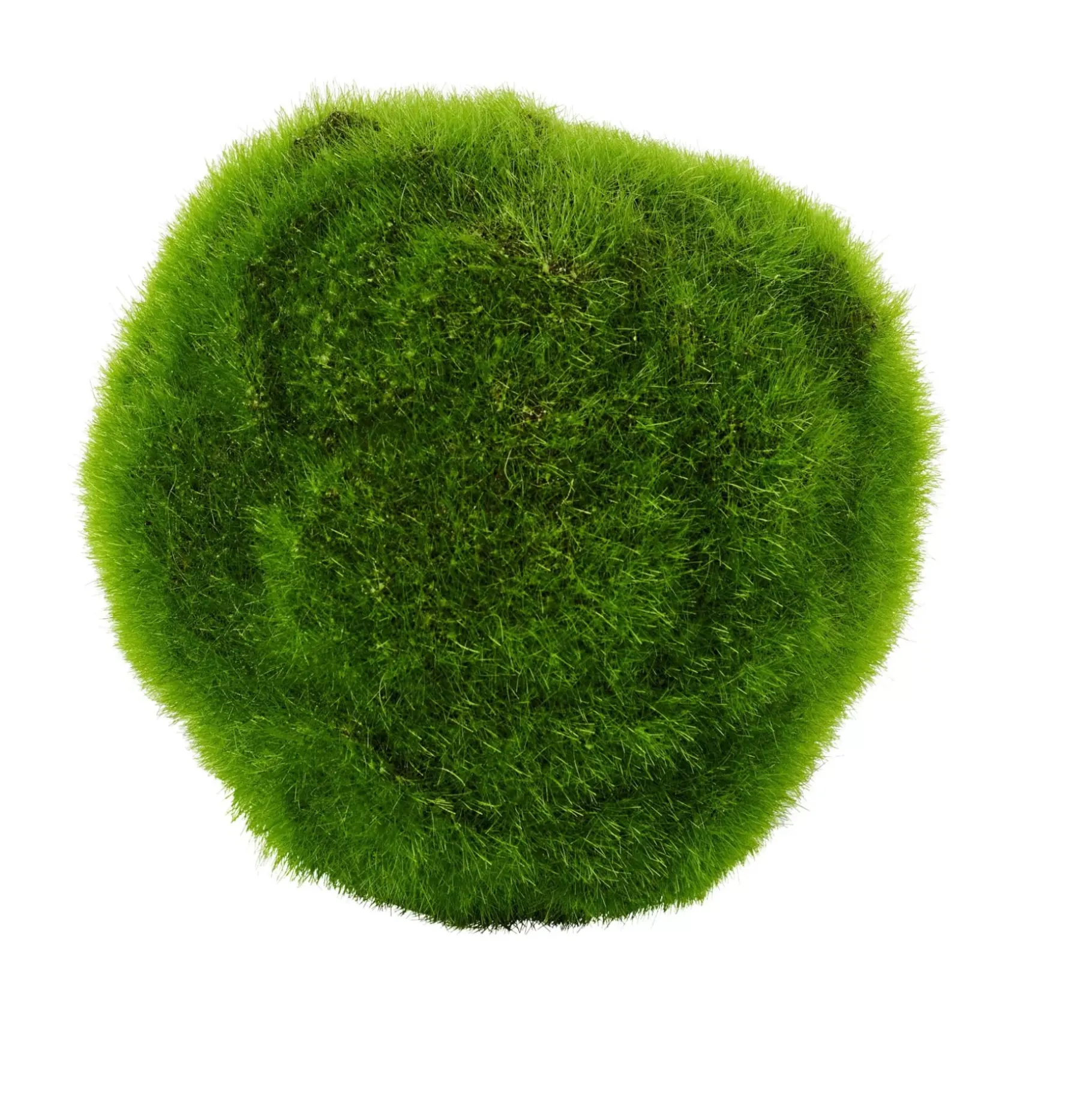 CASA Moss Bola De Musgo Verde
