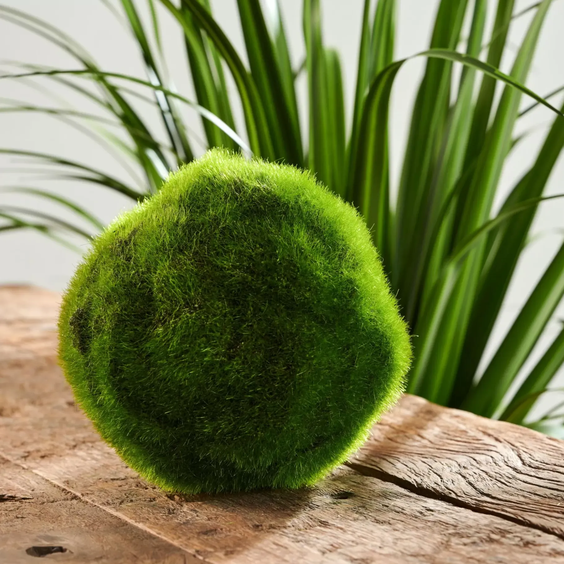 CASA Moss Bola De Musgo Verde
