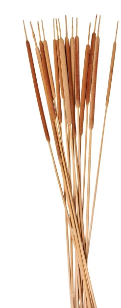 CASA Typha Canas Juego De 15 Natural Sale