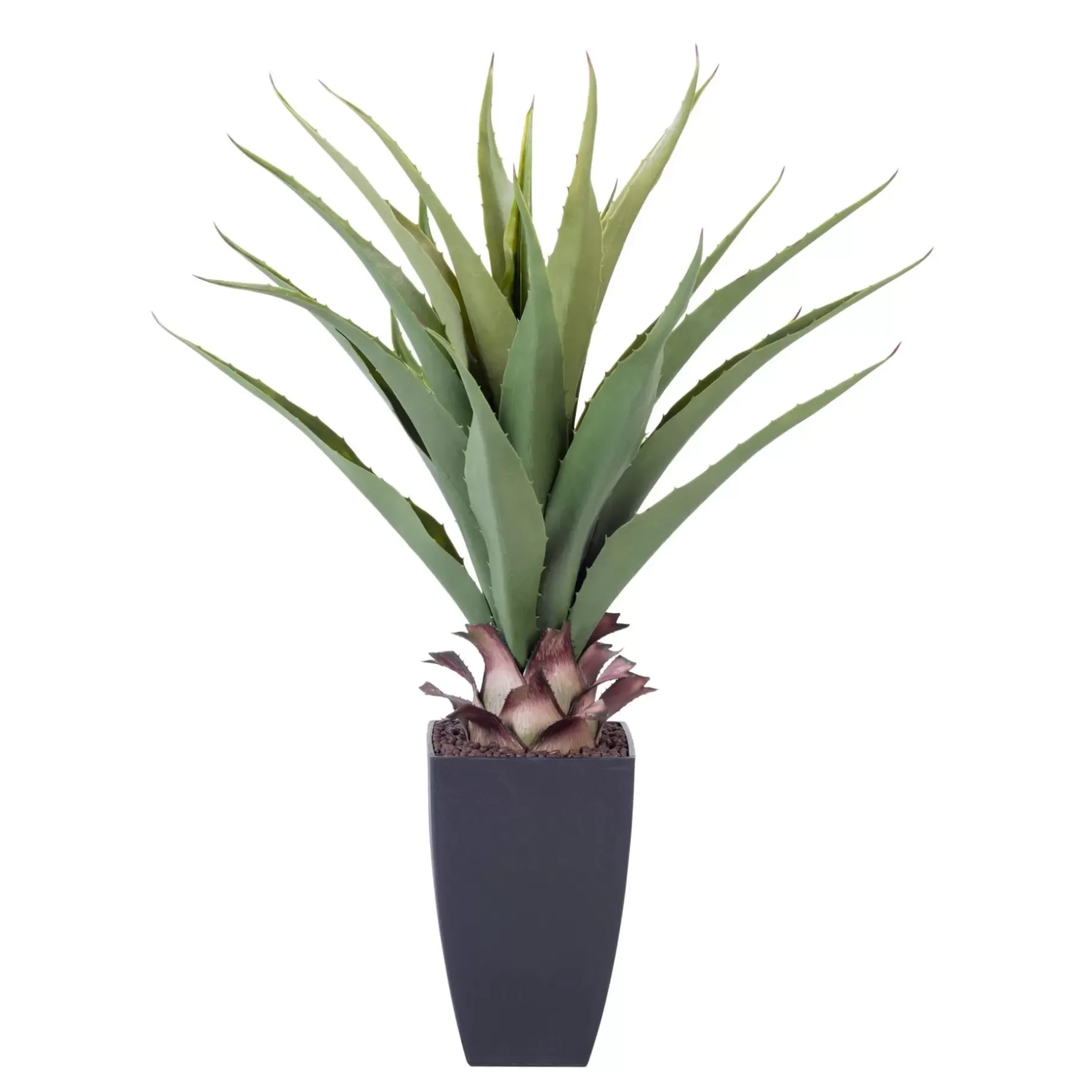 CASA Vera Planta Aloe Vera Verde Sale