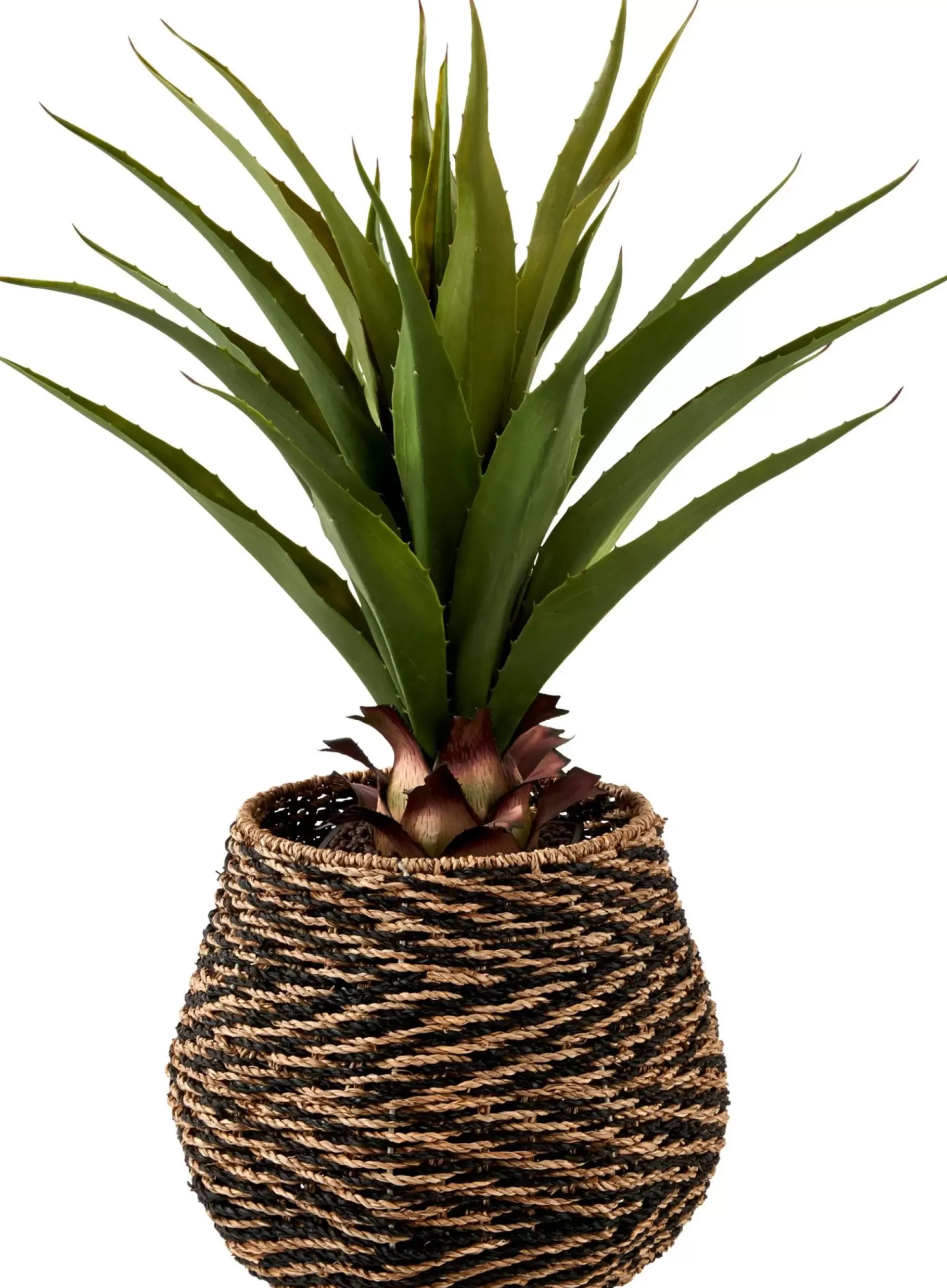 CASA Vera Planta Aloe Vera Verde Sale