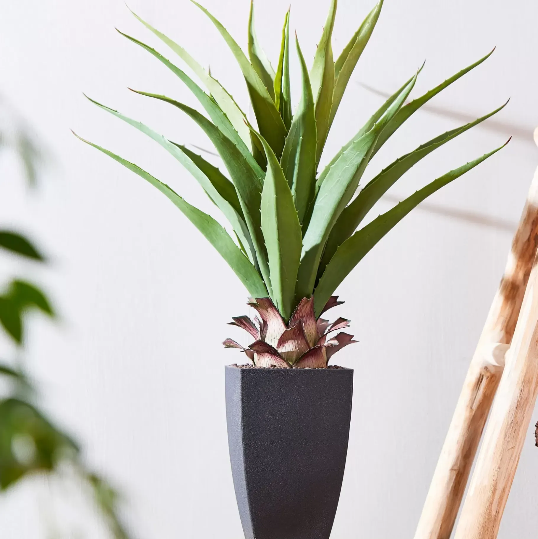 CASA Vera Planta Aloe Vera Verde Sale